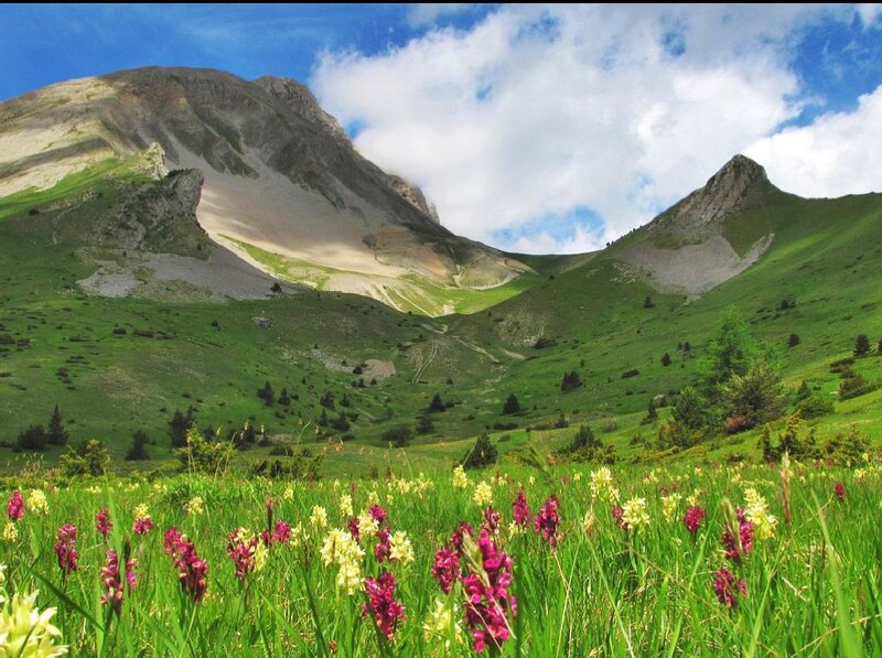 Mountain Meadow with Wildflowers — Green