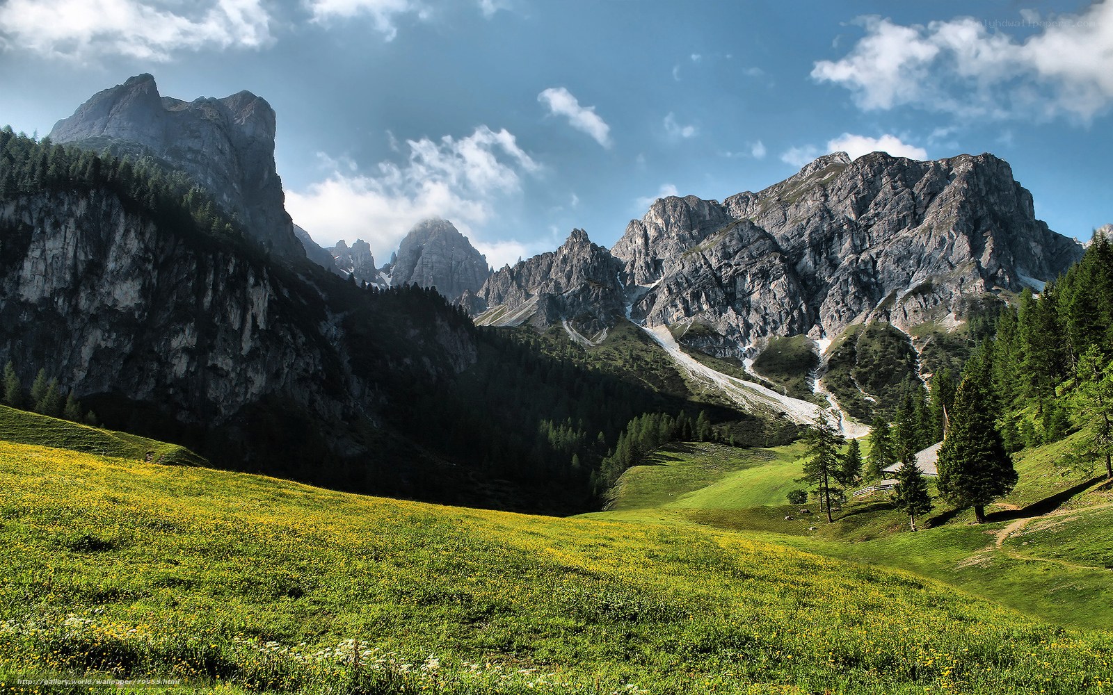 Mountain meadow with wildflowers