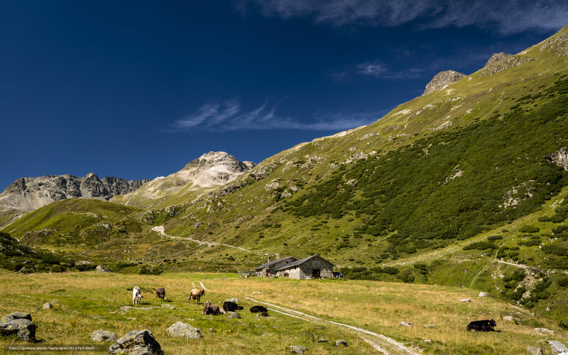 Mountain pasture with cows