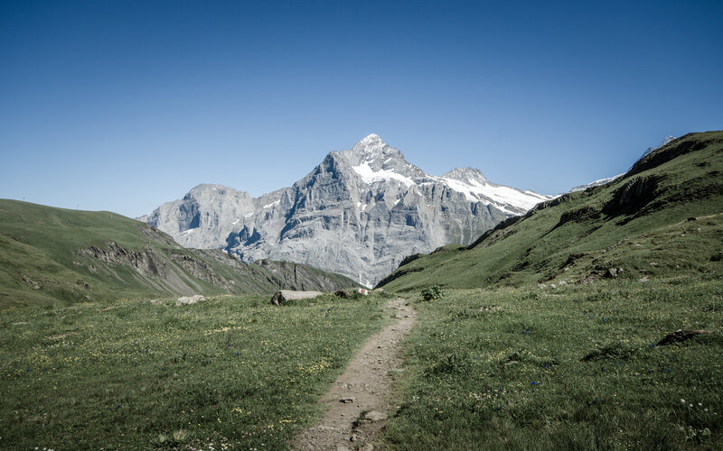 Mountain Path in Alpine Meadow — Green, Serene