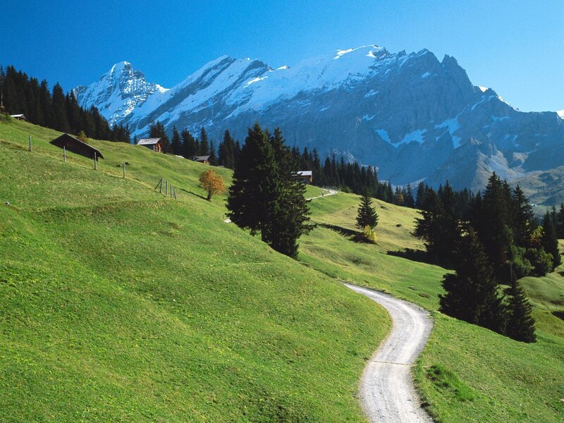 Mountain path in alpine meadow