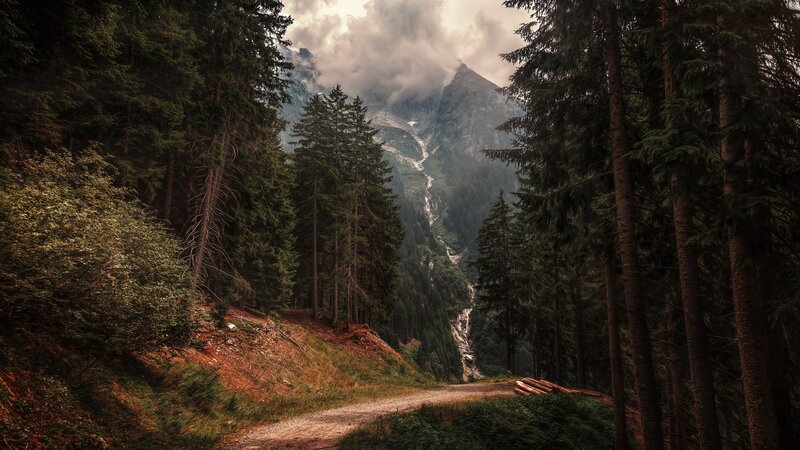 Mountain Path in Forest — Green