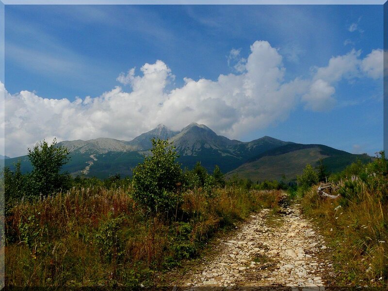 Mountain Path in Forest