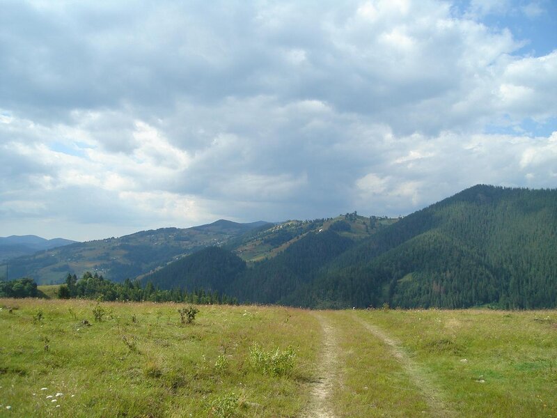 Mountain Path in Meadow