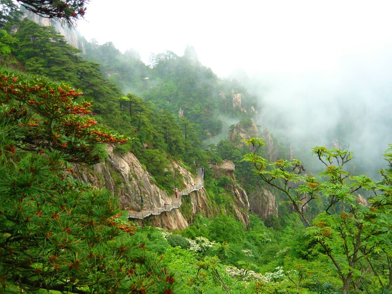 Mountain path in misty forest