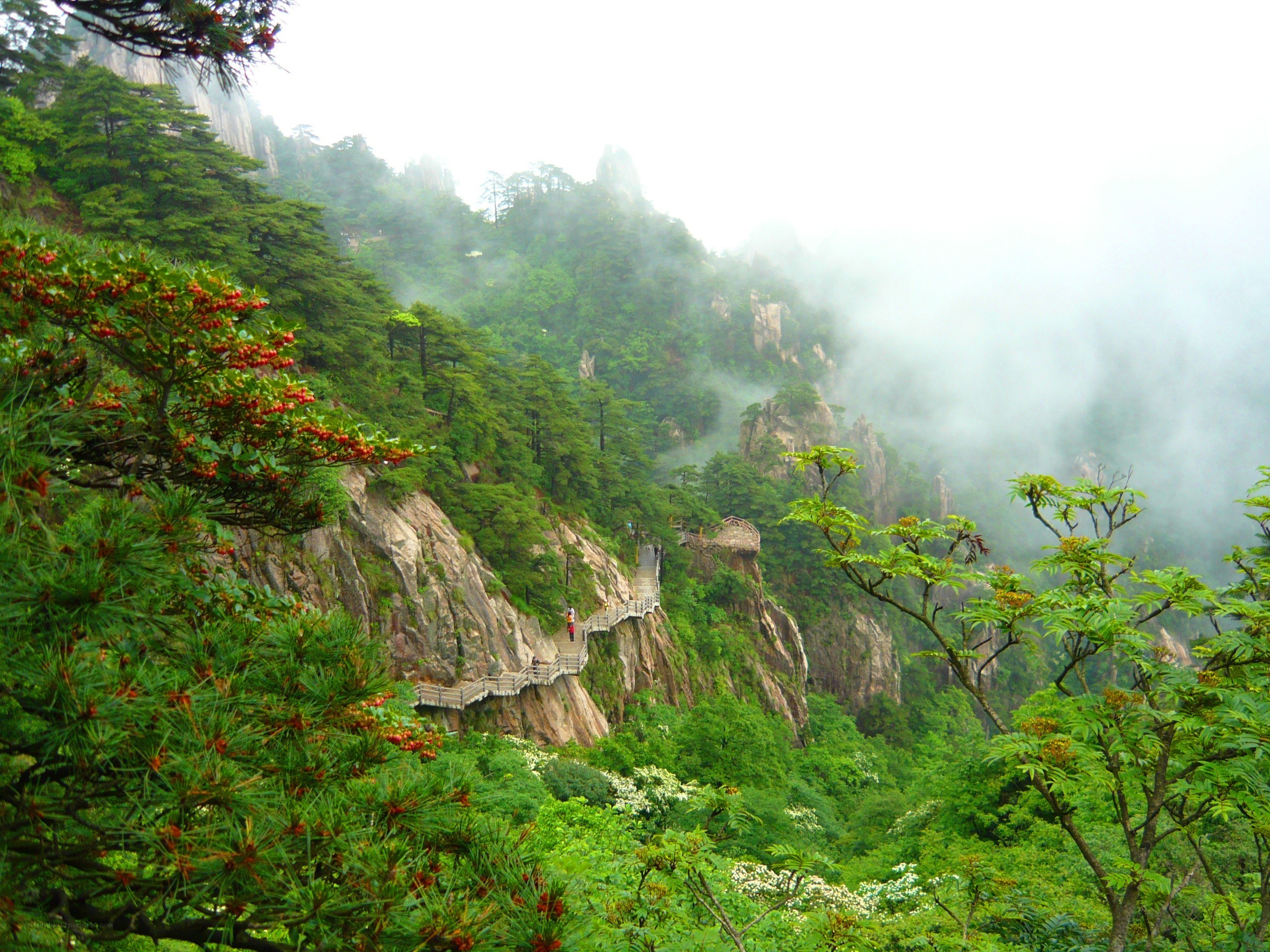 Mountain path in misty forest