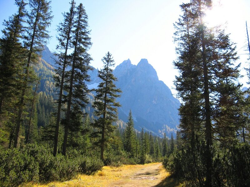 Mountain Path Through Forest — Green