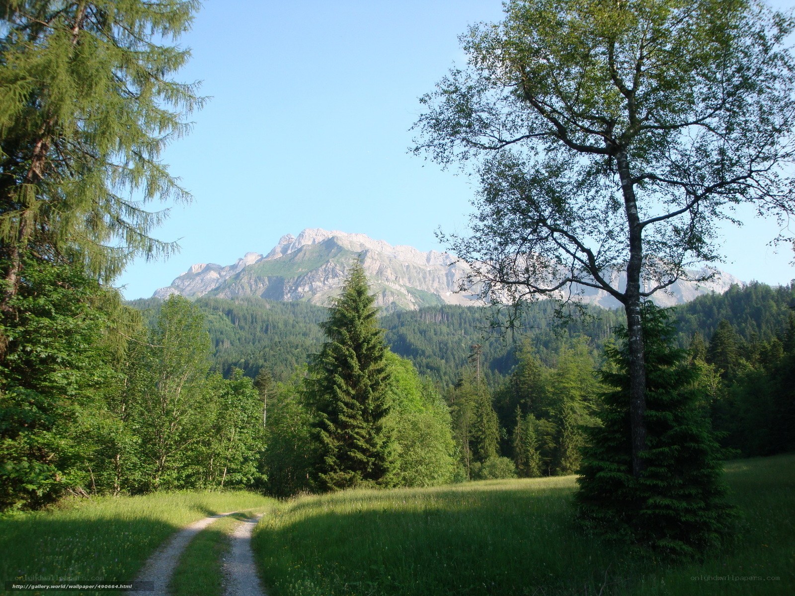 Mountain path through forest