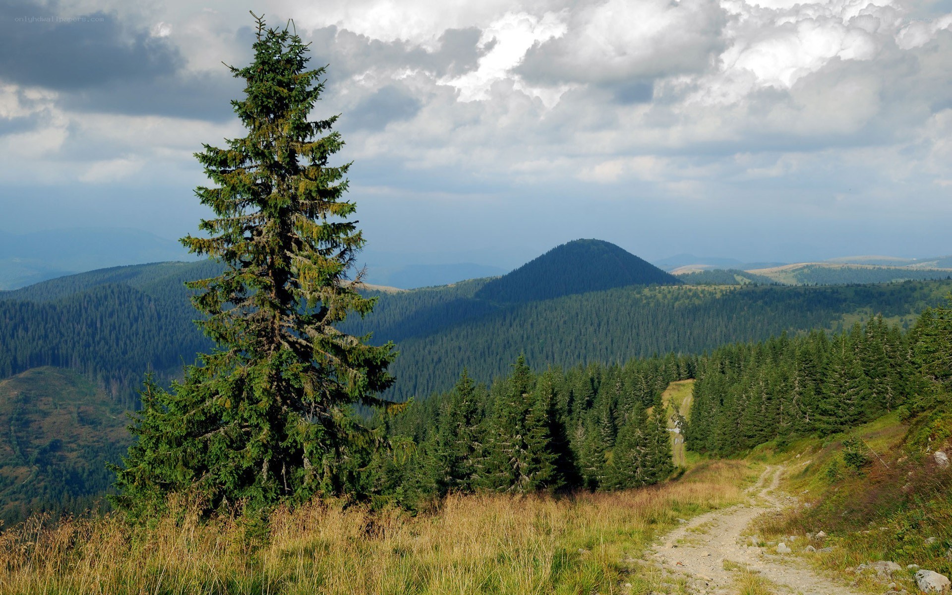 Mountain path with evergreen tree