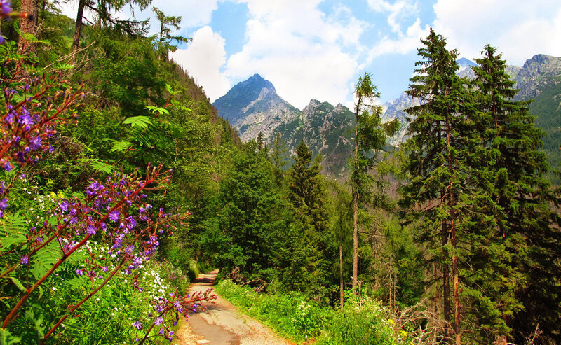 Mountain Path with Flowers — Green