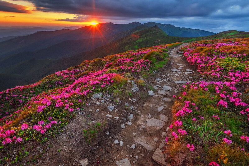 Mountain Path with Flowers — Pink