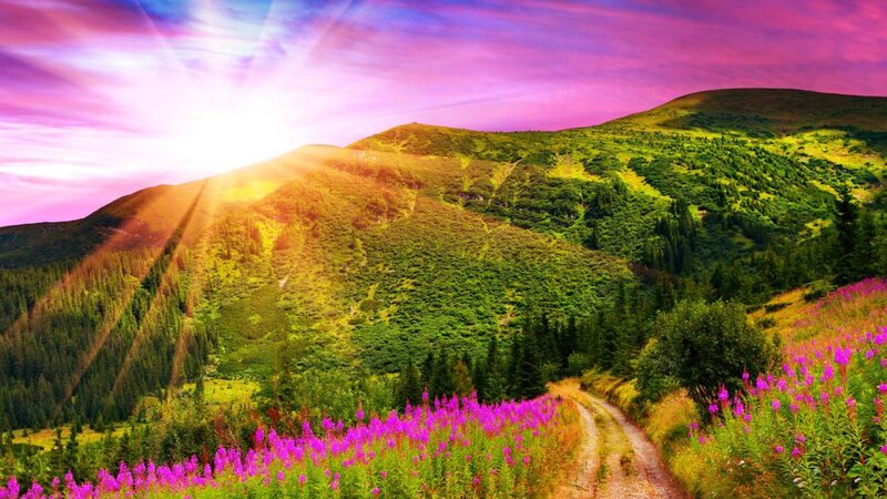 Mountain Path with Flowers — Purple