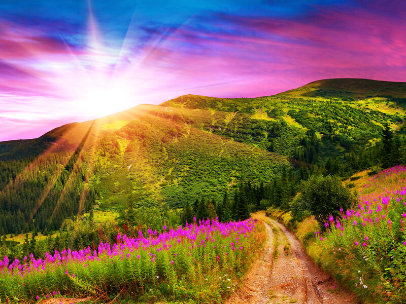 Mountain Path with Flowers