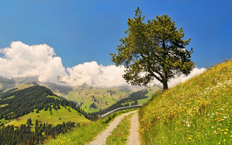 Mountain path with lone tree