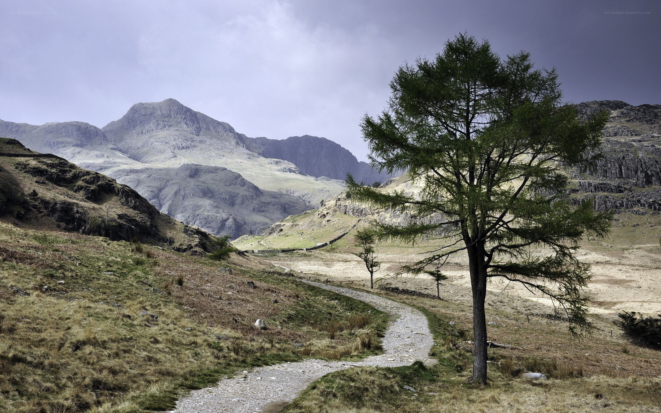Mountain path with lone tree