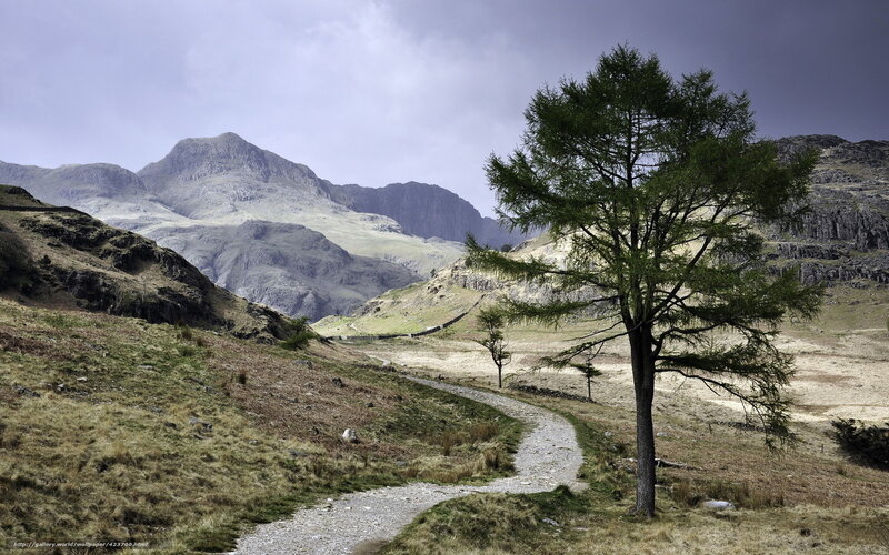 Mountain path with lone tree