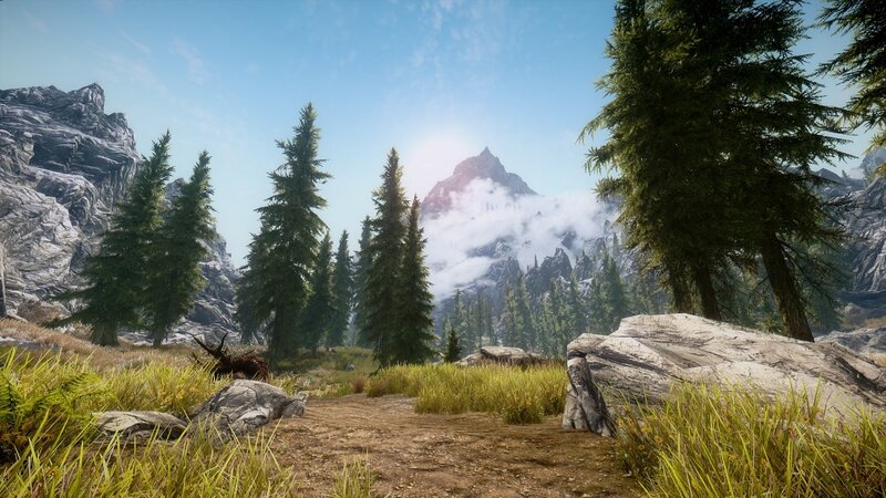 mountain path with pine trees