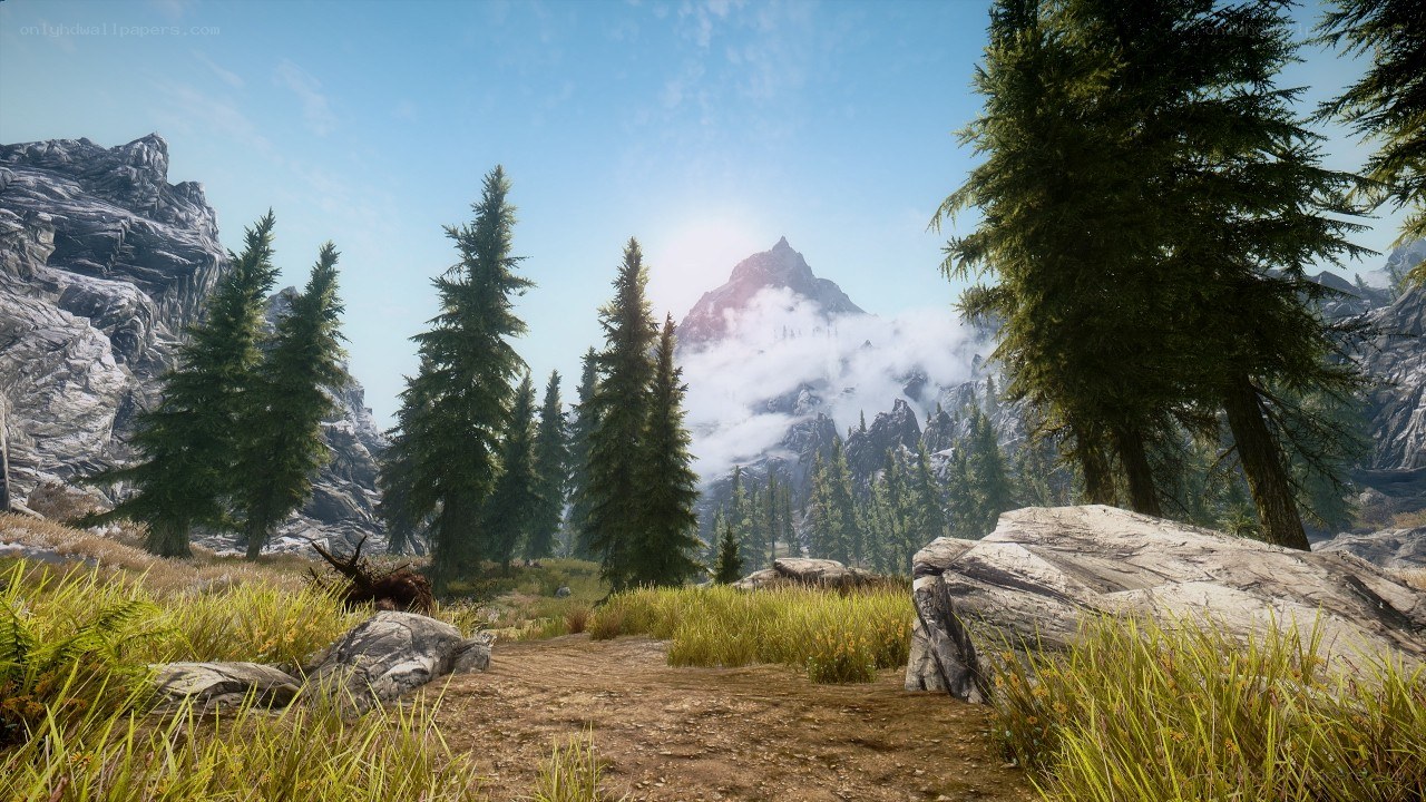 mountain path with pine trees