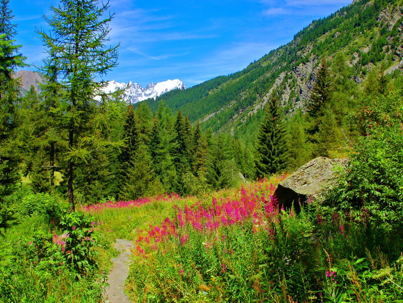 Mountain Path with Wildflowers — Green, Serene