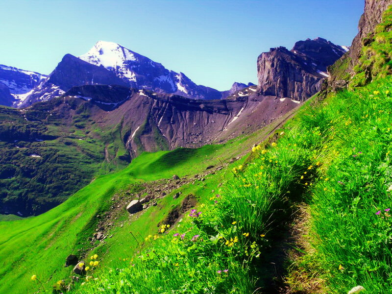 Mountain Path with Wildflowers — Green
