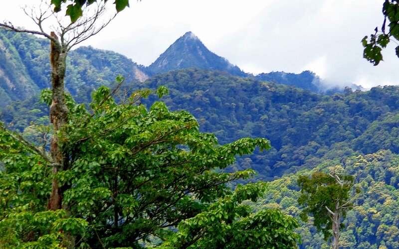 Mountain Peak in Forest — Green, Serene
