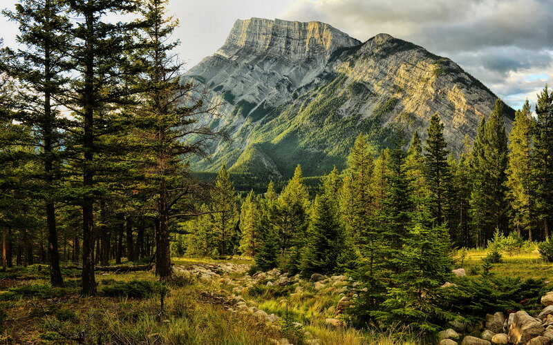 Mountain Peak in Forest — Green