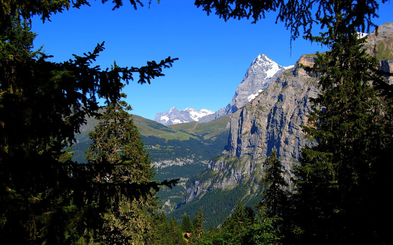 Mountain peak through forest
