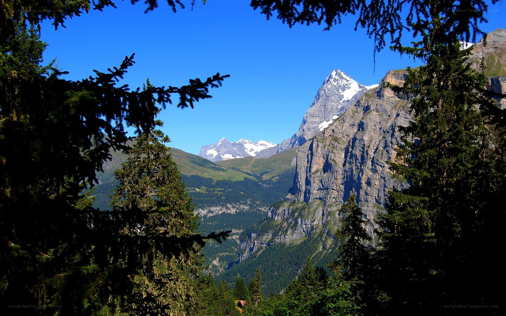 Mountain peak through forest