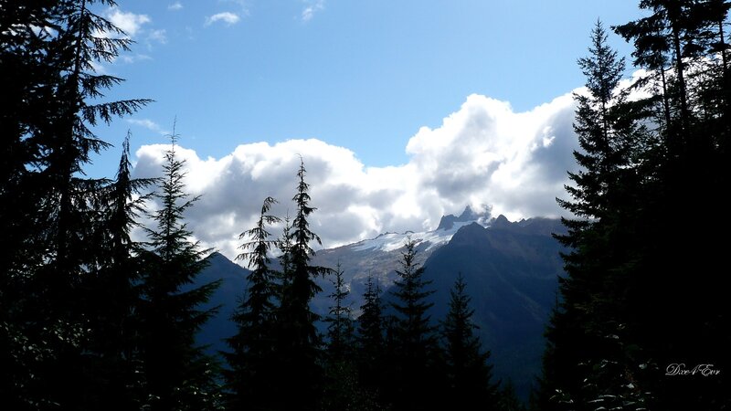 Mountain peak through forest trees