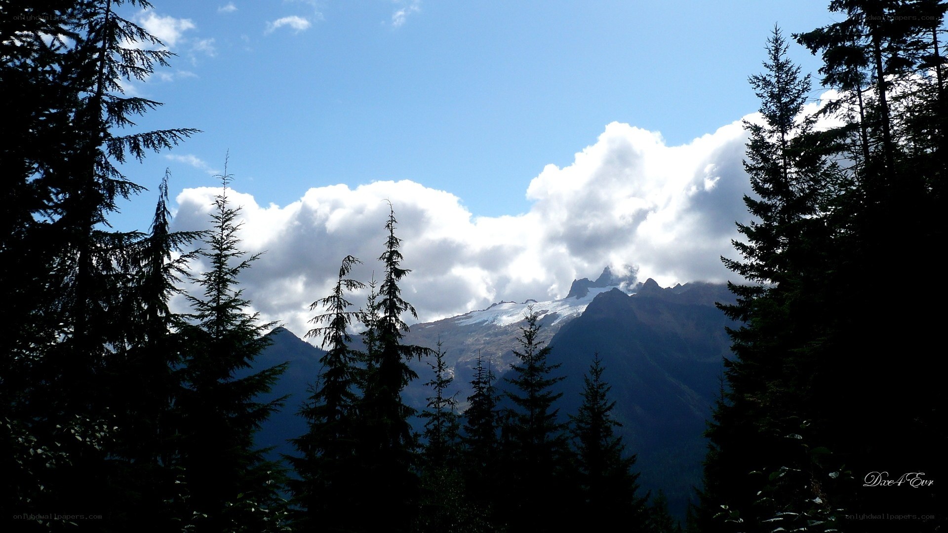 Mountain peak through forest trees