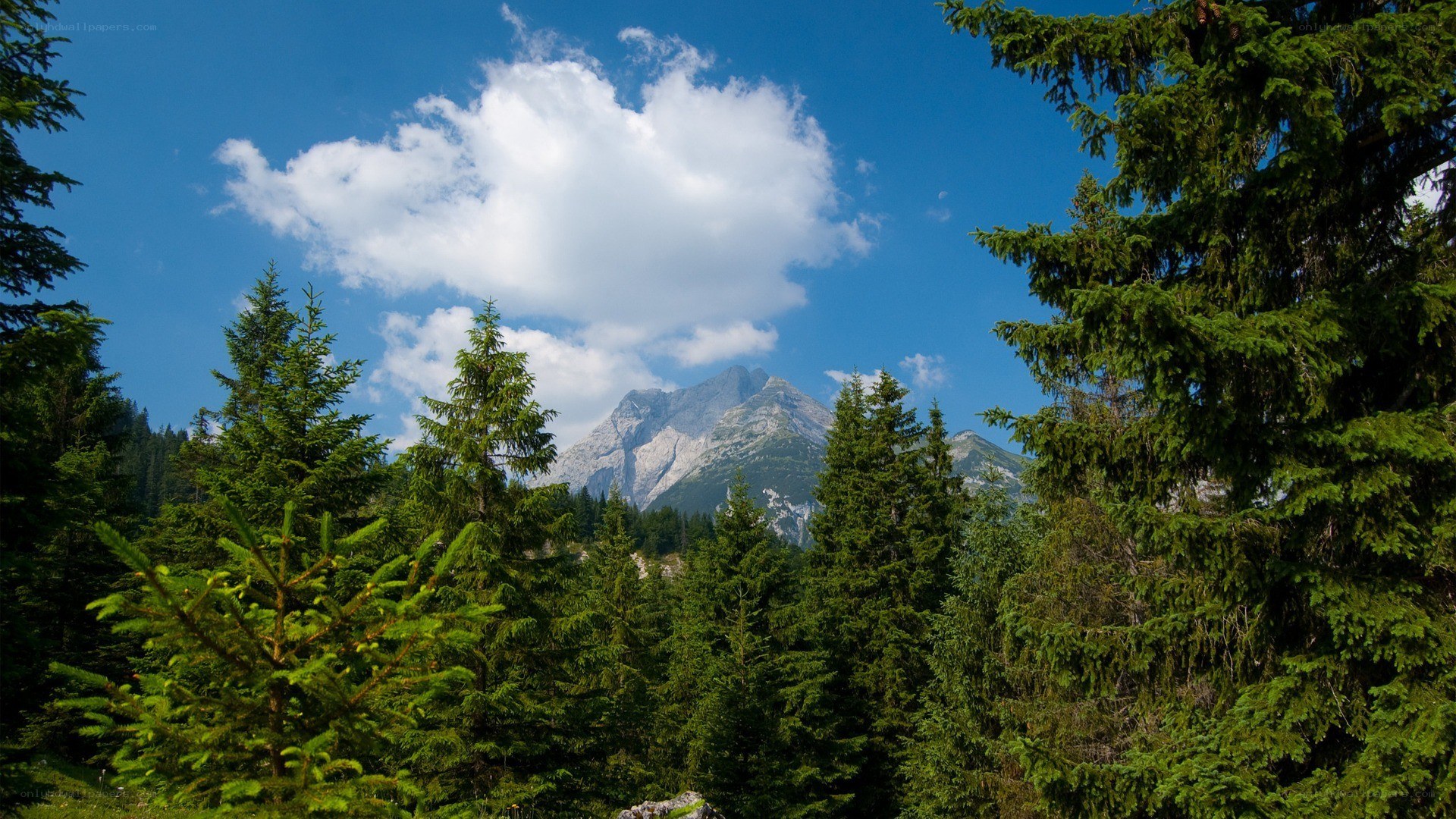 Mountain peak through forest trees