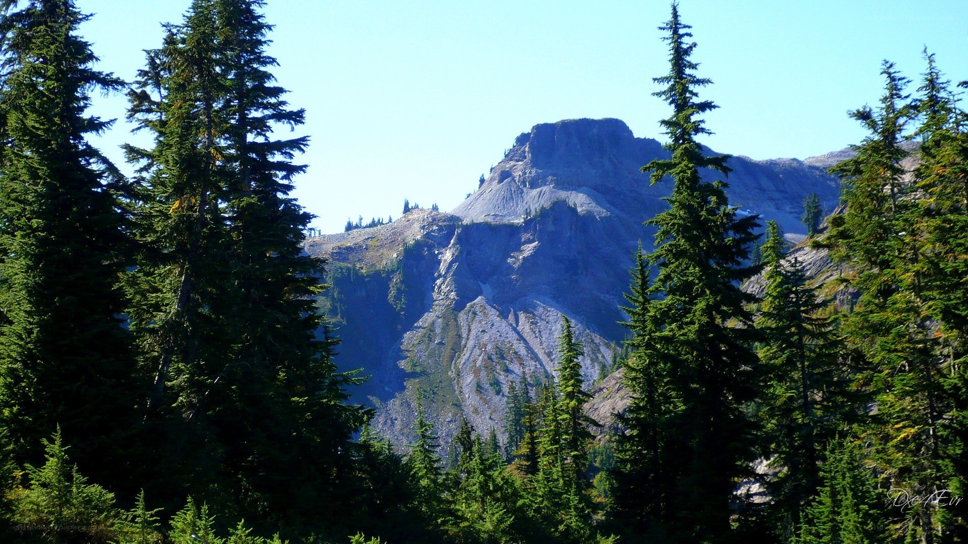 Mountain peak through pine trees