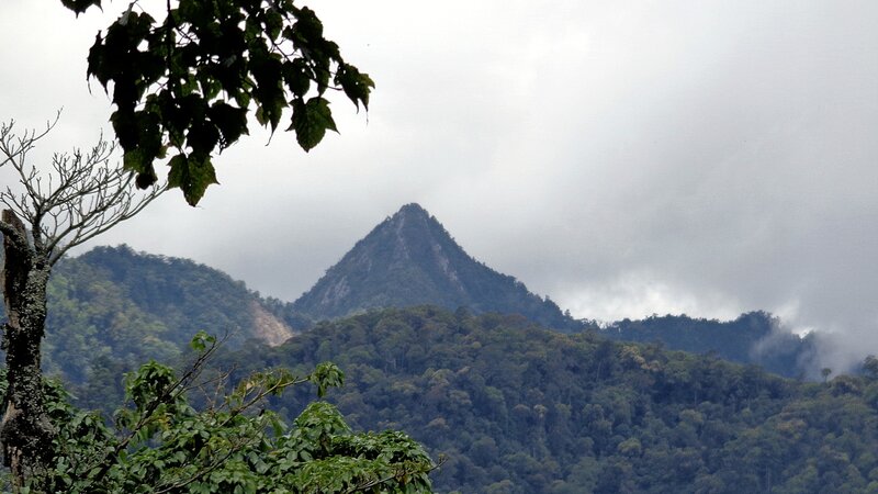 Mountain peak through trees
