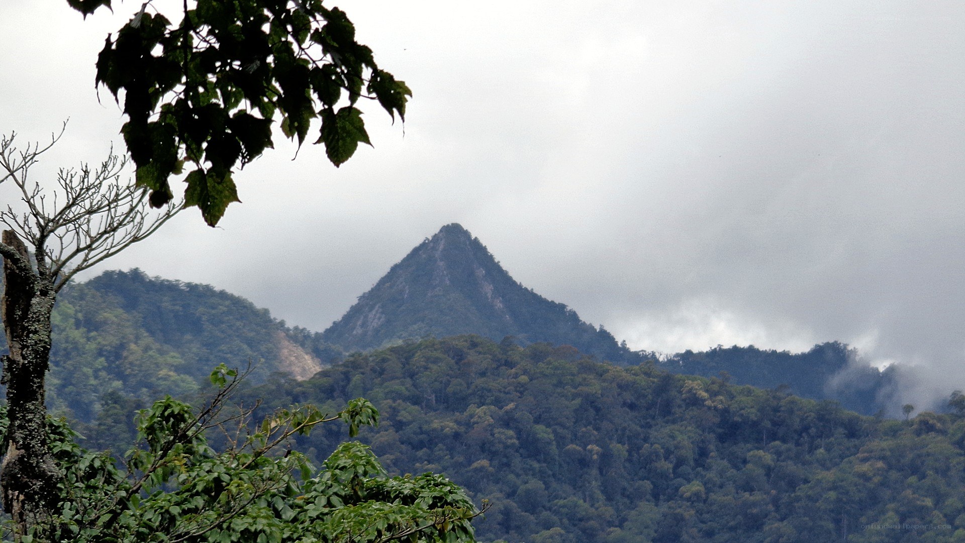 Mountain peak through trees