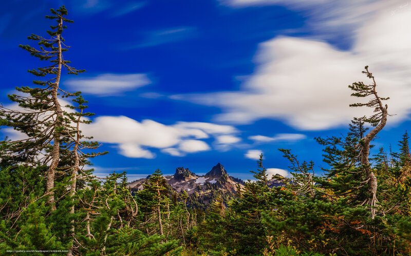 Mountain Peak Through Trees — Blue, Serene, Afternoon