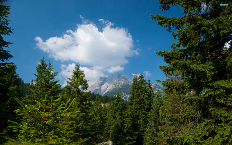Mountain Peak Through Trees — Blue, Serene