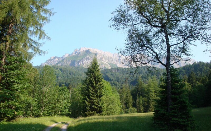 Mountain Peak Through Trees — Green, Serene, Afternoon