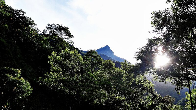 Mountain Peak Through Trees — Green, Serene, Morning