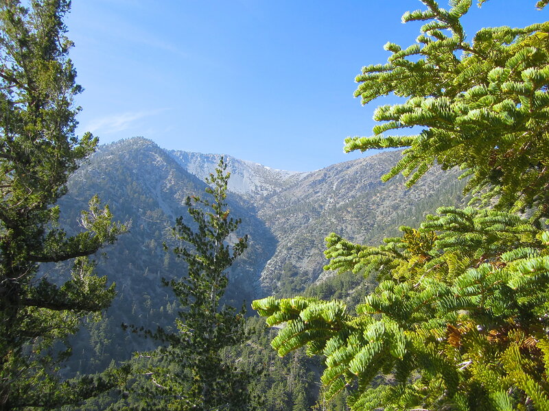 Mountain Peak Through Trees — Green, Serene
