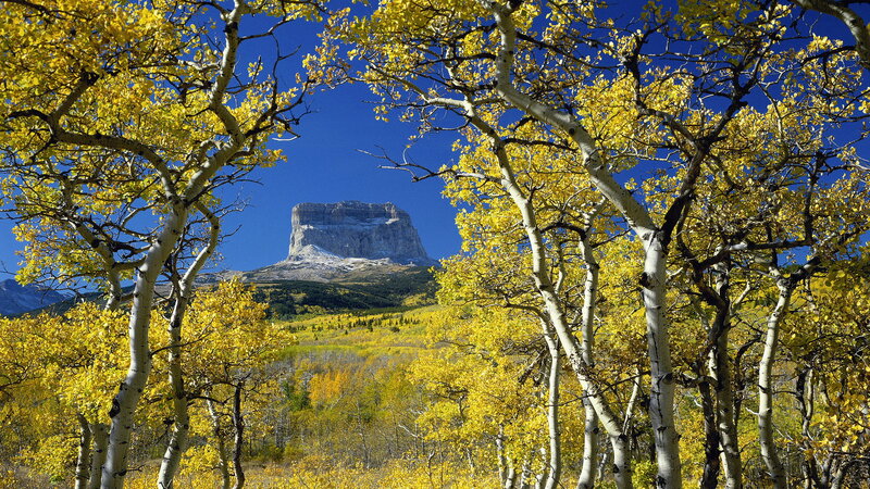 Mountain Peak Through Trees — Yellow