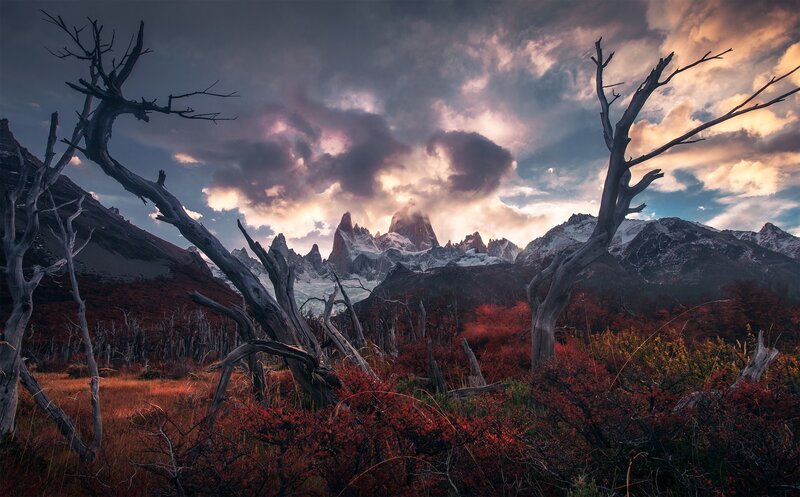 Mountain Peak with Dead Trees — Gray