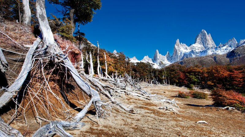 Mountain Peak with Dead Trees