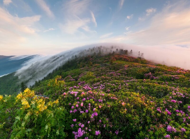 Mountain Peak with Flowers — Purple