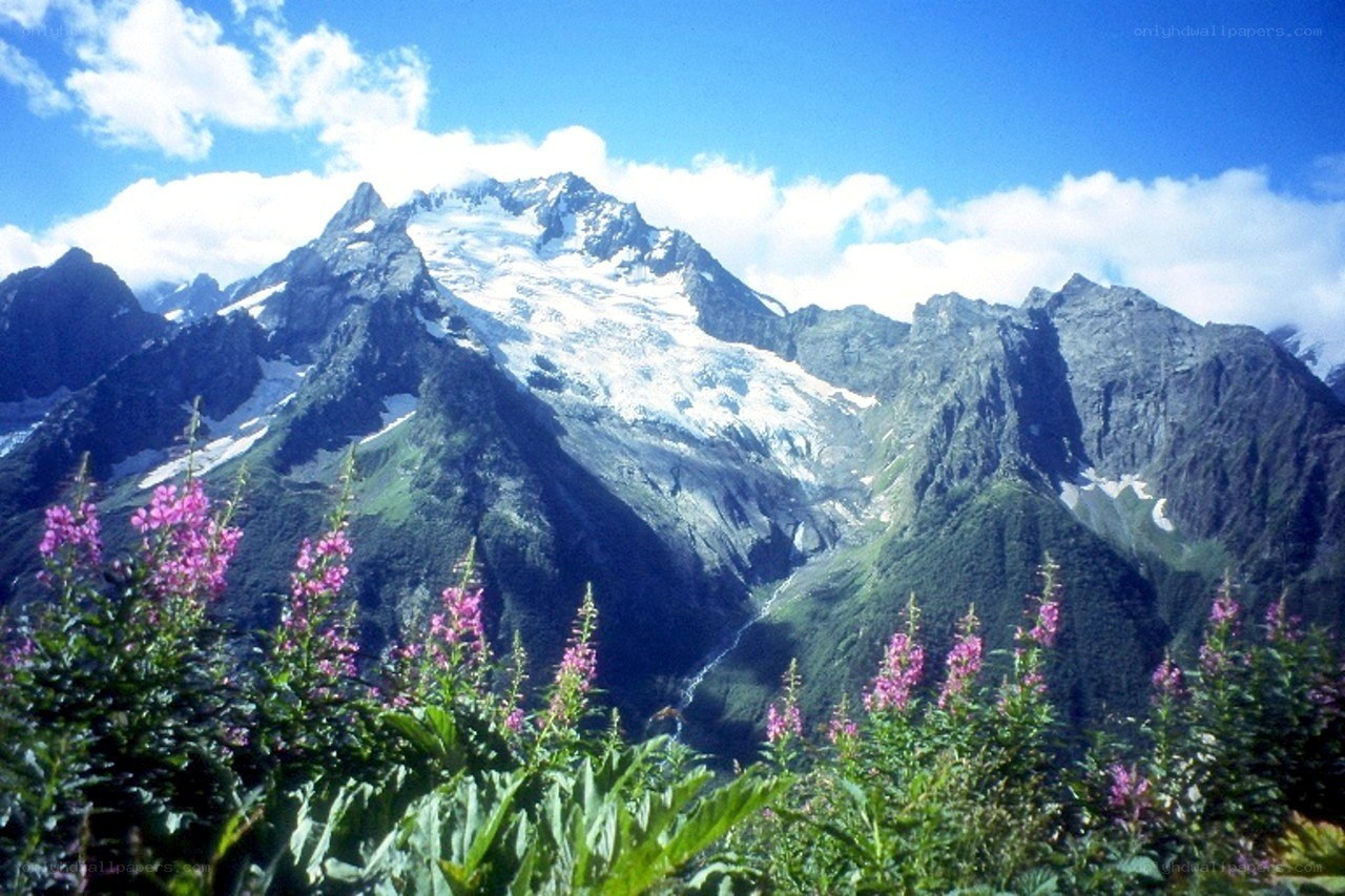 mountain peak with flowers