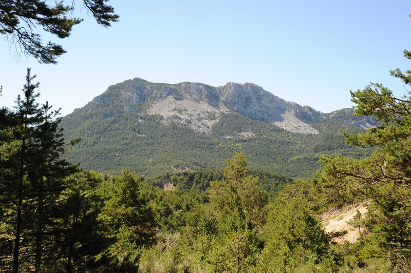 Mountain peak with forest