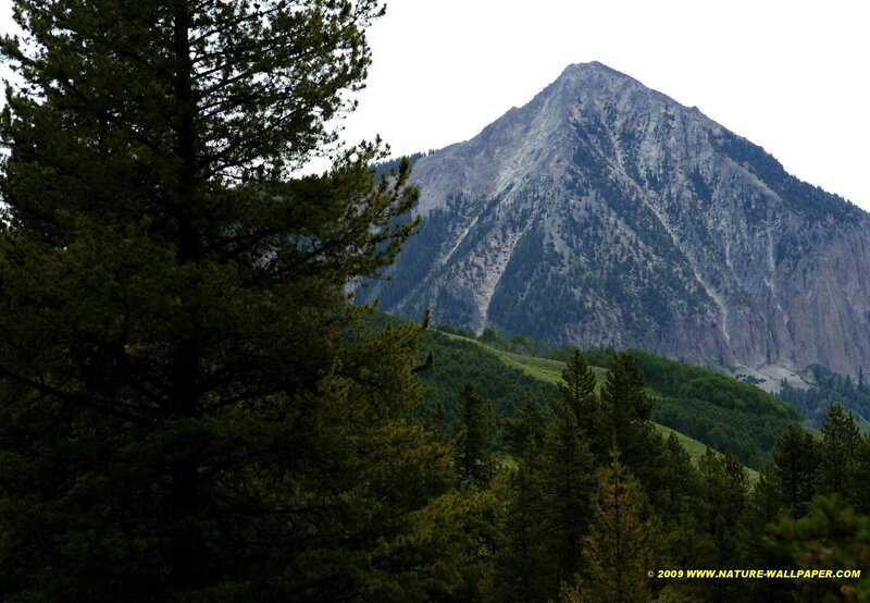 Mountain peak with forest