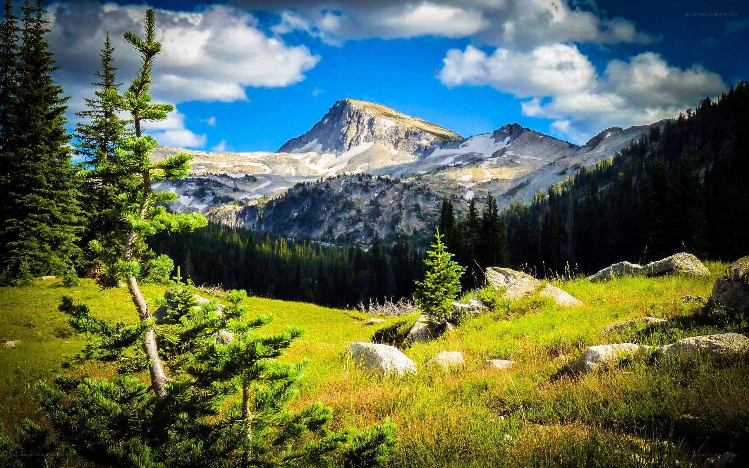 Mountain peak with forest and meadow