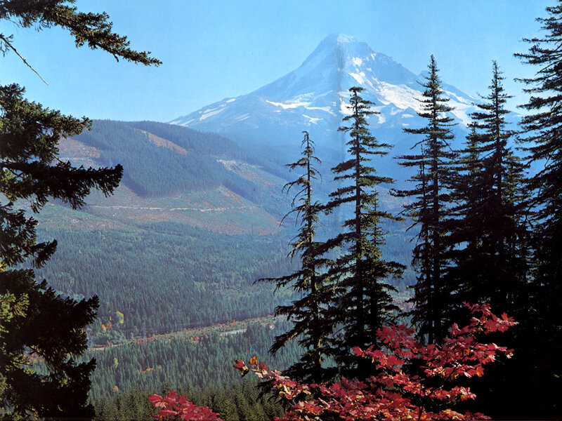 Mountain Peak with Forest — Blue, Serene