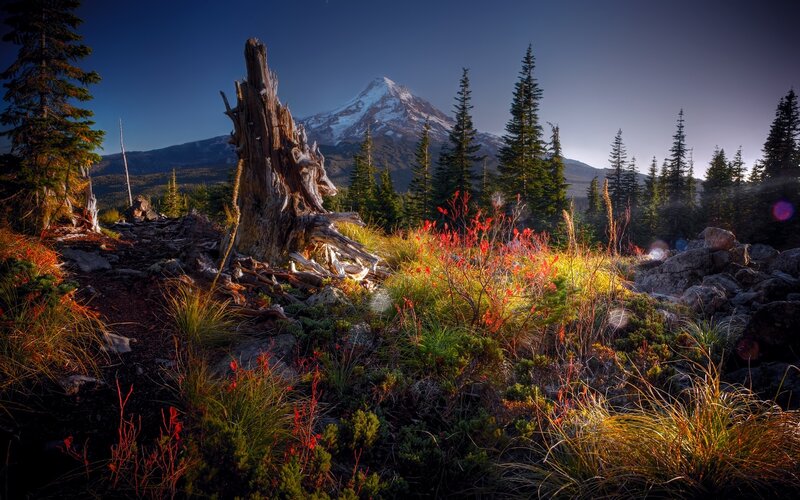 Mountain peak with forest foreground