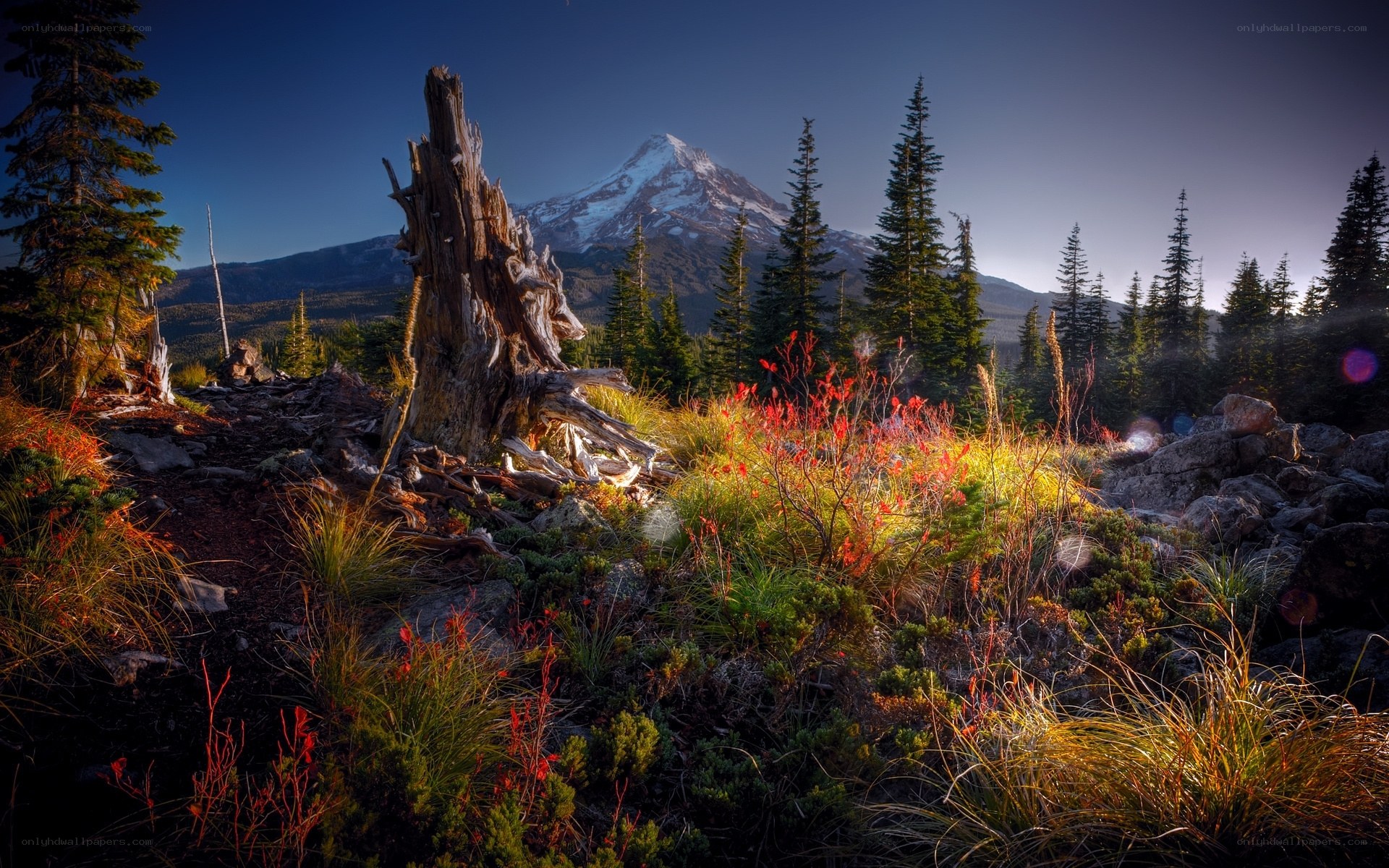 Mountain peak with forest foreground